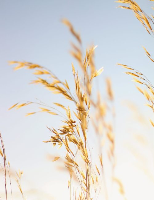 foto di David Alvarez via Unsplash