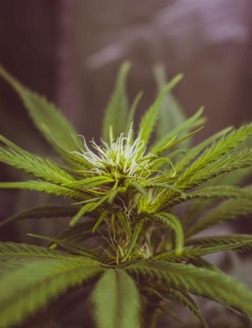 photo by Jose Luis Sanchez Pereyra on Unsplash